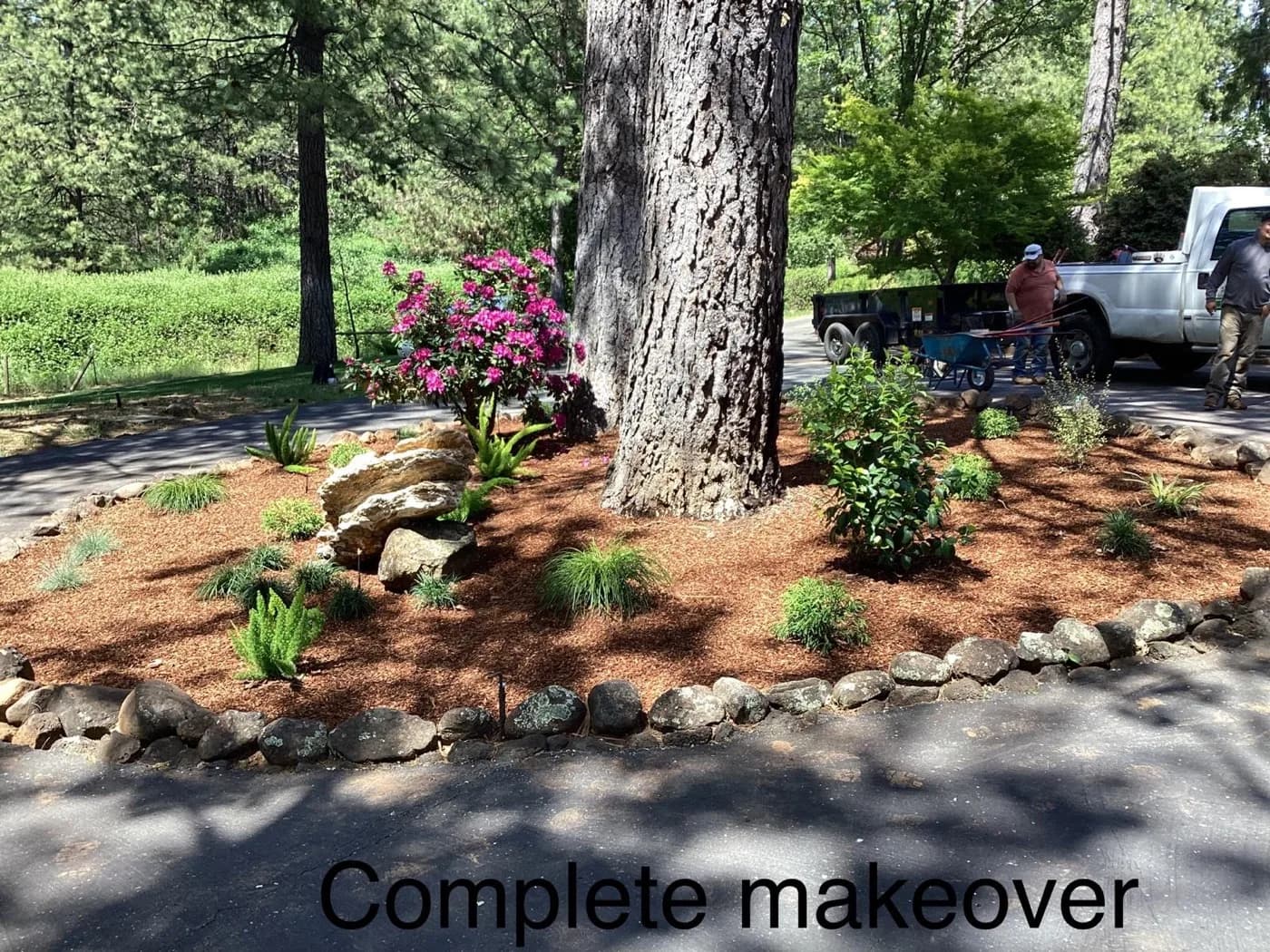 Mulched bed with boulders and grasses we planted around a mature pine