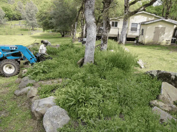 Overgrown bed under oak trees cleared back to bare soil, before and after