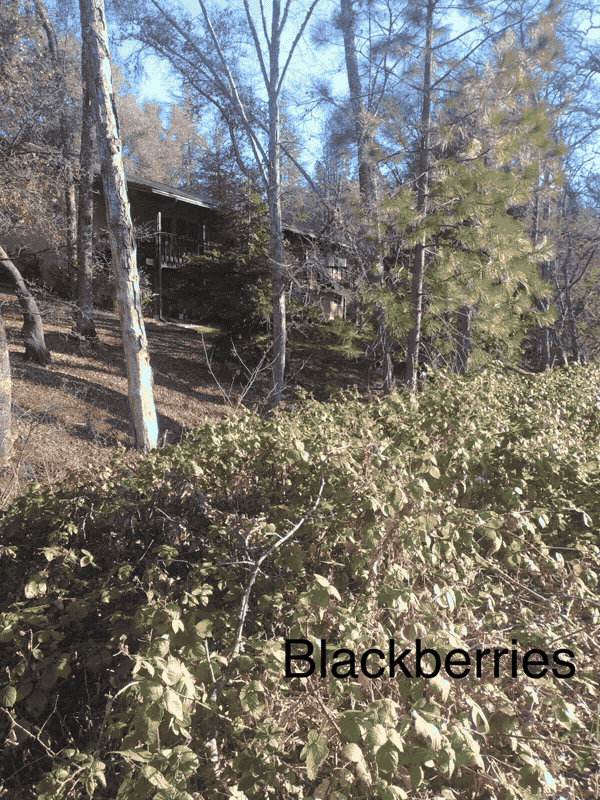 Blackberry thicket before and after removal on a wooded property
