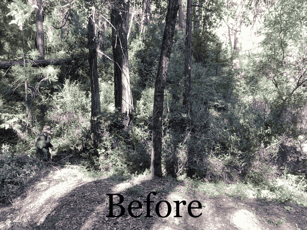 Wooded lot before and after fire clearing, with brush and ladder fuels cut back