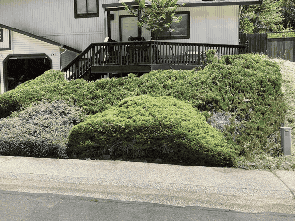 Overgrown junipers before and after being cut back off a driveway