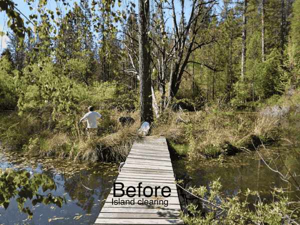 Overgrown pond island before and after clearing, reached by boardwalk