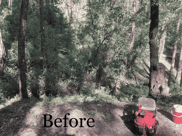 Wooded lot before and after cleanup, downed limbs and brush cleared off the forest floor
